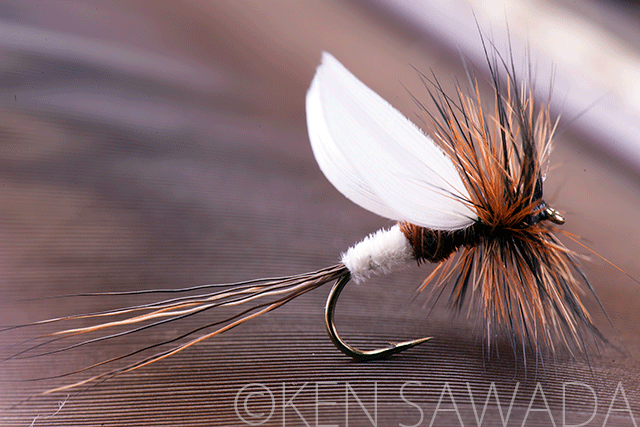 1861 FLIES by KEN SAWADA