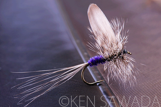 1861 FLIES by KEN SAWADA
