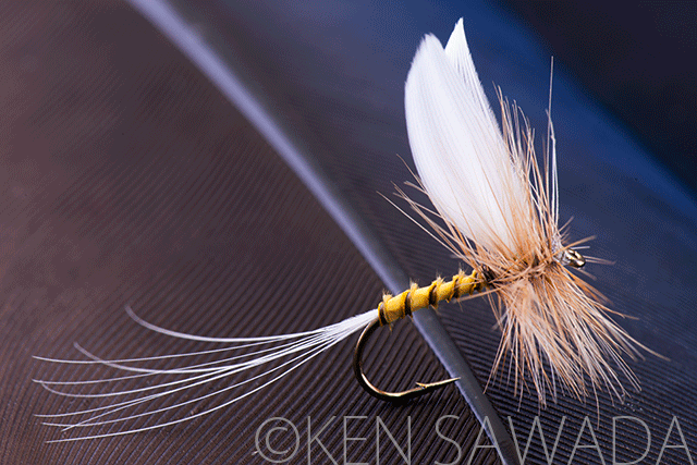 1861 FLIES by KEN SAWADA