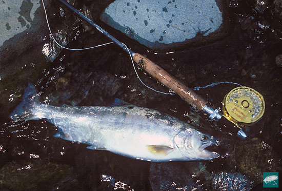 The Life as a Fly Fisherman, In the River KATSURA