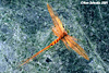 Orange Hawk