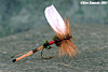 Royal Coachman