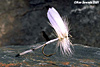 DRY FLIES