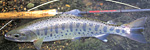 setsuraku