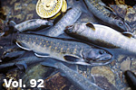 fly_fisherman