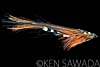 Black Orange Shimmer