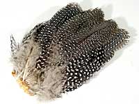 Guinea Fowl Complete Tail