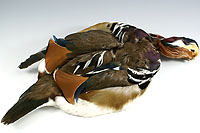 Mandarin Wood Duck Complete skin [1 piece]