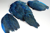 Guinea Fowl Complete Skin