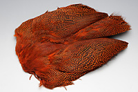 Guinea Fowl Complete Skin