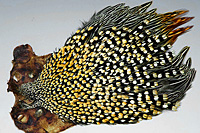 Jungle Cock Complete Neck