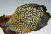 Jungle Cock Complete Neck