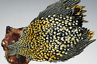Jungle Cock Complete Neck
