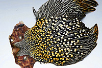 Jungle Cock Complete Neck