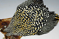 Jungle Cock Complete Neck