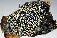 Jungle Cock Complete Neck
