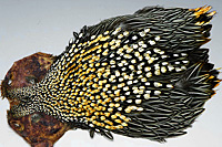 Jungle Cock Complete Neck