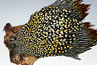 Jungle Cock Complete Neck