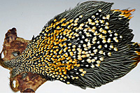 Jungle Cock Complete Neck
