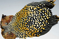 Jungle Cock Complete Neck