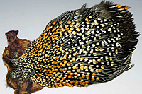 Jungle Cock Complete Neck
