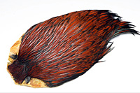 Rhode Island Red Hackle Cape