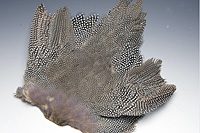 Guinea Fowl Complete Skin