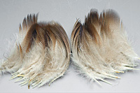 Mallard Duck Brown Shoulders [Bulk Pack]