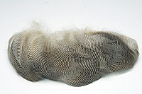 Teal Duck Flank Feathers [Bulk Pack]