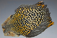 Jungle Cock Complete Neck