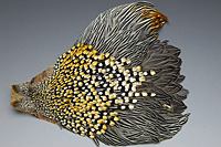 Jungle Cock Complete Neck