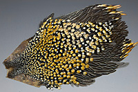 Jungle Cock Complete Neck