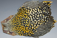 Jungle Cock Complete Neck