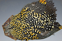 Jungle Cock Complete Neck