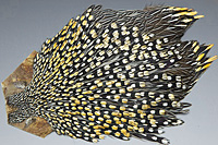 Jungle Cock Complete Neck
