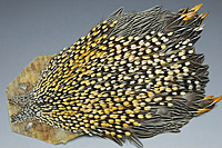 Jungle Cock Complete Neck