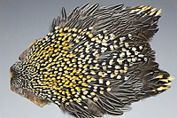 Jungle Cock Complete Neck