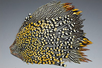 Jungle Cock Complete Neck