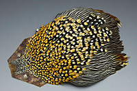 Jungle Cock Complete Neck