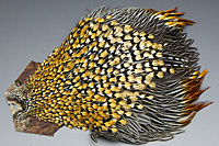 Jungle Cock Complete Neck