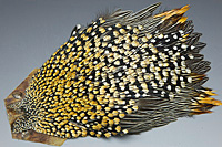Jungle Cock Complete Neck