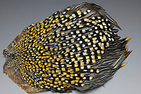 Jungle Cock Complete Neck