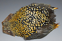 Jungle Cock Complete Neck
