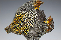 Jungle Cock Complete Neck