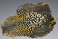 Jungle Cock Complete Neck