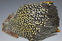 Jungle Cock Complete Neck