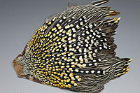 Jungle Cock Complete Neck