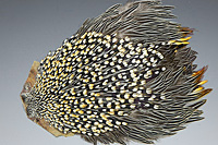 Jungle Cock Complete Neck