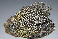 Jungle Cock Complete Neck
