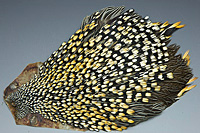 Jungle Cock Complete Neck